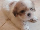 Shih Tzu Puppies