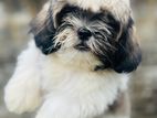 Shihtzu Puppies