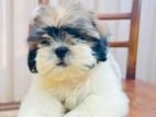 Shih Tzu Puppies