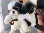 Shihtzu puppies