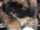 Shihtzu Puppies