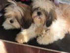 Shihtzu Puppies