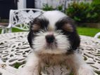 Shih Tzu Puppies