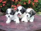 Shihtzu Puppies