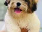 Shihtzu Puppies