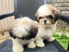 Shihtzu Puppies