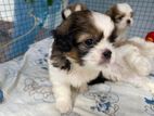 Shihtzu Puppies