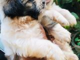 Shihtzu Puppies