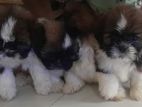 Shihtzu puppies