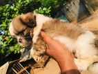 Shihtzu Puppies