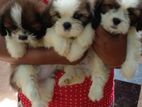 Shihtzu Puppies