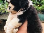 Shihtzu Puppies