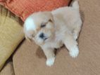 Shihtzu Puppies