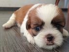 Shihtzu puppies