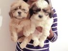 Shihtzu Puppies