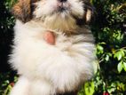 Shihtzu Puppies