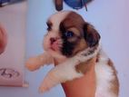 Shihtzu Puppies