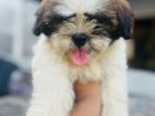 Shihtzu Puppy