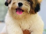 Shihtzu Puppy