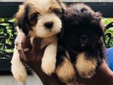 Shihtzu Puppies