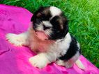 Shih Tzu Puppies