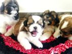 Shihtzu Puppies