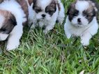 Shihtzu Puppies