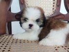 Shih Tzu Puppies