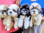 Shihtzu Puppies
