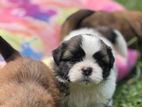 Shihtzu Puppies