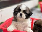 Shih Tzu Puppies