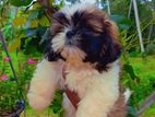 Shihtzu Puppies