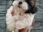 Shih Tzu Puppies