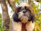 Shih Tzu Puppies