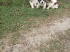 Shihtzu Puppies