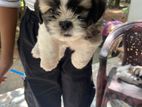 Shihtzu Puppies