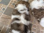 Shihtzu Puppies