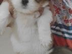 Shihtzu Puppies