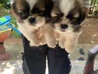 Shih Tzu Puppies