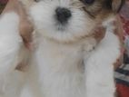Shihtzu Puppies