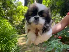 Shihtzu Puppies