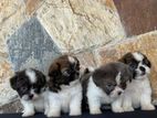 Shihtzu Puppies