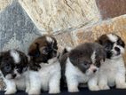 Shihtzu Puppies