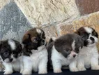Shihtzu Puppies