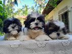 Shihtzu Puppies