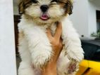 Shihtzu Puppies