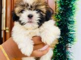Shih Tzu Puppies