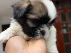 Shihtzu Puppies