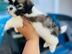 Shih Tzu Puppies