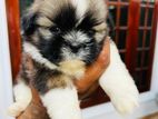 Shih Tzu Puppies